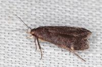 Anacampsis scintillella