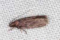 Depressaria ultimella