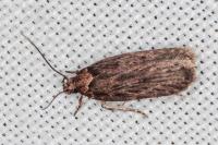 Depressaria ultimella