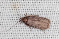 Depressaria ultimella