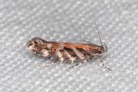 Aristotelia ericinella
