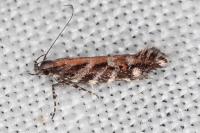 Aristotelia ericinella