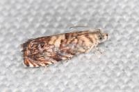 Pammene gallicolana
