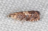 Pammene gallicolana