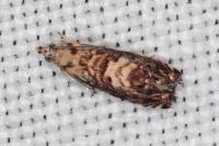 Pammene gallicolana