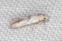 Tecmerium perplexum