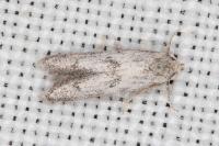 Tecmerium perplexum