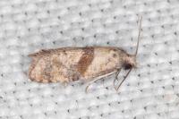 Cochylidia heydeniana