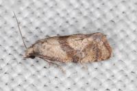 Cochylidia heydeniana
