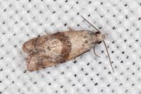Cochylidia heydeniana