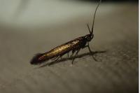 Coleophora alcyonipennella