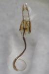 Coleophora alcyonipennella
