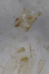 Coleophora alcyonipennella