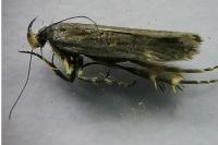Aroga velocella