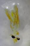 Parectopa ononidis