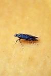 Parectopa ononidis
