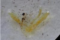 Parectopa ononidis