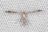 Stangeia siceliota