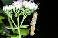 Triodia sylvina