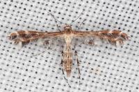 Capperia hellenica