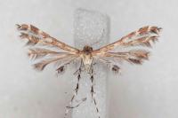 Capperia hellenica