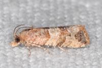 Lobesia indusiana