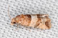 Lobesia indusiana