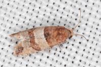 Lobesia indusiana