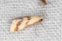 Aethes bilbaensis