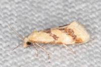 Aethes bilbaensis