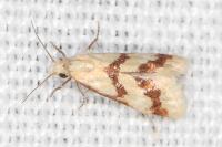 Aethes bilbaensis