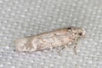 Scrobipalpa bradleyi