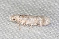 Scrobipalpa bradleyi