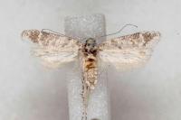 Scrobipalpa bradleyi