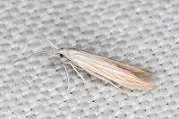 Coleophora conyzae