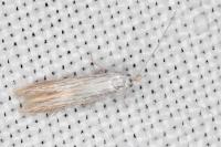 Coleophora conyzae