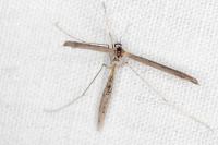 Agdistis meridionalis
