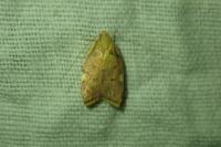 Carcina quercana