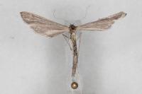 Agdistis meridionalis