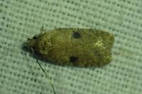 Agonopterix