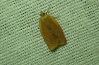 Clepsis consimilana
