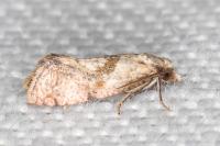 Cochylidia heydeniana
