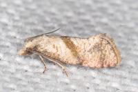 Cochylidia heydeniana