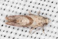 Cochylidia heydeniana