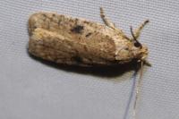 Agonopterix propinquella