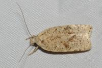 Agonopterix assimilella