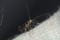 Parectopa ononidis
