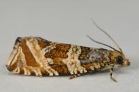 Celypha rivulana