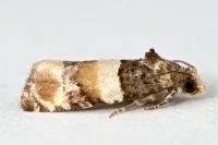 Lobesia bicinctana