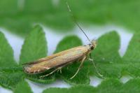 Monochroa cytisella